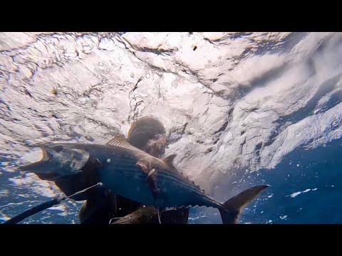 Видео: Подводная охота Тенерифе | Безмолвные воды Атлантики