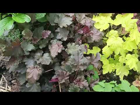 Видео: 🌺🌺НАЙКРАЩІ БАГАТОРІЧНІ КВІТИ - НЕПОВТОРНА КРАСА!🌺🌺