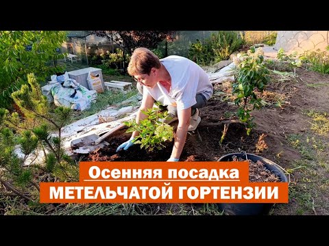 Видео: ВСЕ ТОНКОСТИ посадки метельчатой гортензии ОСЕНЬЮ // Сажаю метельчатую гортензию в открытый грунт