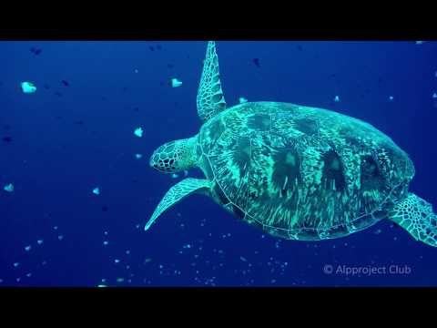Видео: Остров Бунакен//В плоскости экватора