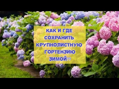 Видео: Как и где сохранить гортензию зимой. Чем обработать от гнили и плесени при хранении?