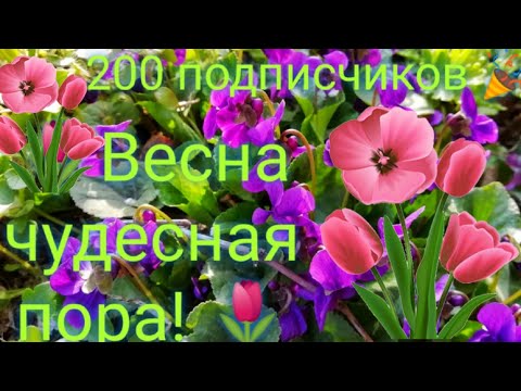 Видео: Весна!🌷 200 подписчиков 🎉✨Оркестр Поля Мориа - Эннио Морриконе Ветер плачь ✨