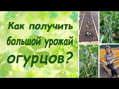 Видео: Как получить большой урожай огурцов? (семинар, основные правила)