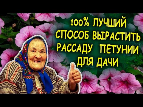 Видео: Букетно-гнездовой способ выращивания рассады петунии. Самый легкий способ вырастить рассаду петунии!