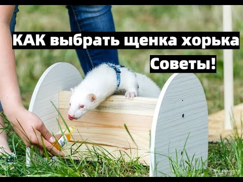 Видео: Как выбрать хорька/СОВЕТЫ