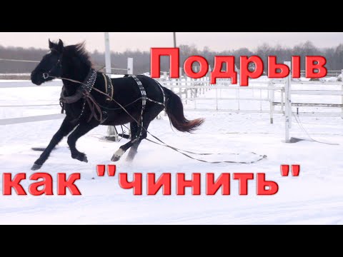 Видео: Важность послушания "в руках" перед заездкой.