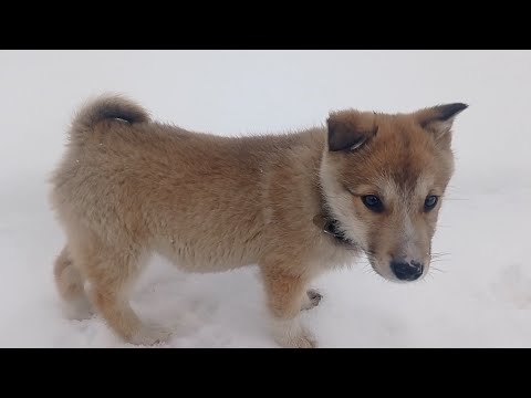 Видео: ЗАВЁЛ ЩЕНКА ЗАПАДНО-СИБИРСКОЙ ЛАЙКИ