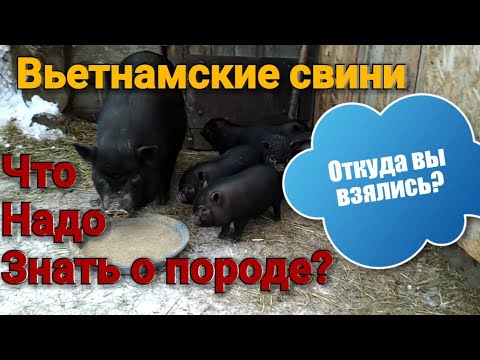 Видео: Вьетнамские свини. Особенности породы.