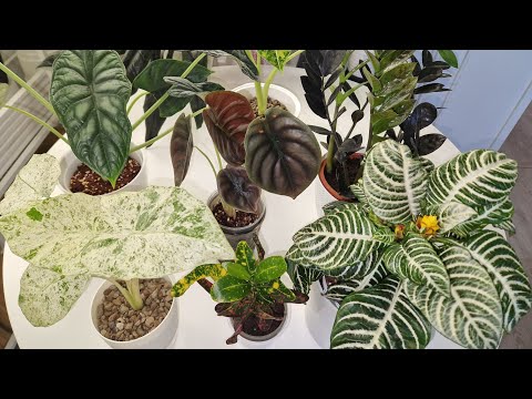 Видео: Обзор новинок комнатных растений #обзор #garden #plants #растения #top #gardenflowers #gardenplants