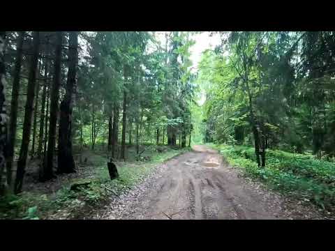 Видео: 🎵 На Альфе. По лесной дороге. #наальфа #альфа #намопеде 