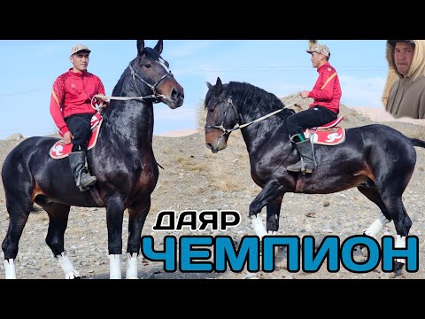 Видео: Ноокаттын ЧЕМПИОНУ пайпай пааай