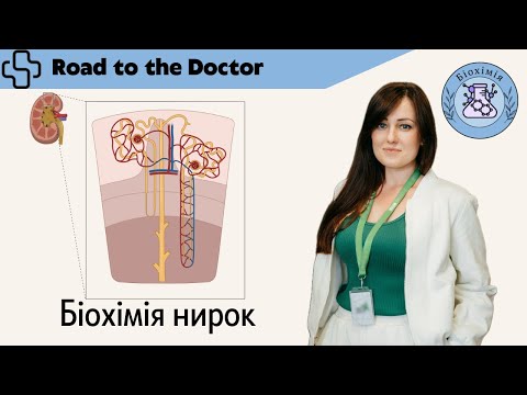 Видео: Біохімія нирок