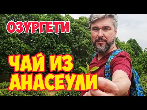 Видео: ГУРИЯ: История ГРУЗИНСКОГО Чая в Озургети | Грузия: Чайная Фабрика ANASEULI
