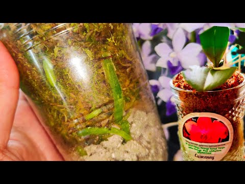 Видео: РАСПУШИ ОРХИДЕЮ для БУРНОГО РОСТА Корней ВЕРНЫЙ СПОСОБ ВЕРНУТЬ ОРХИДЕЮ К ЖИЗНИ