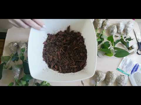 Видео: 🌿Поступление редких Тайских сортов Антуриума. Адаптируем.🌿