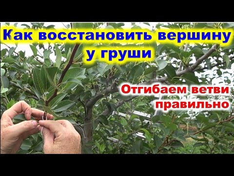 Видео: Как ВОССТАНОВИТЬ ВЕРШИНУ на ГРУШЕ после удаления центрального проводника.
