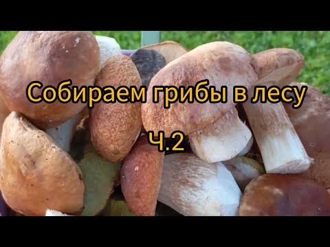 Видео: Собираем грибы в лесу. Ч.2