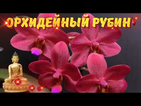 Видео: Орхидейный рубин.Phalaenopsis Buddha's Treasure