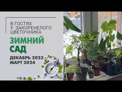 Видео: Зимний сад. Декабрь 2023 - март 2024. Филодендроны, папоротники, алоказии, фикусы.