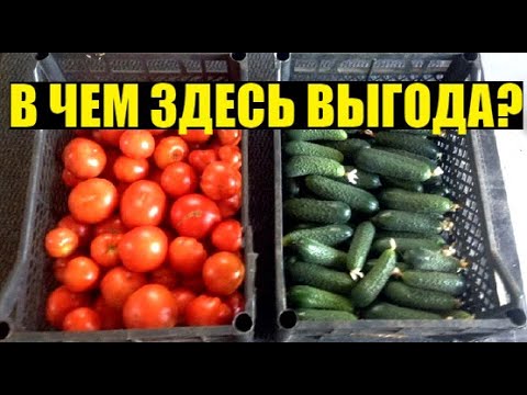 Видео: ТОМАТ - ОГУРЕЦ. Выращивание в 2 оборота. Зачем?