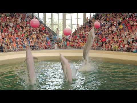 Видео: Делфинариум, Варна