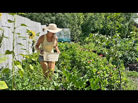 Видео: ДАЧА 8 СОТОК/ОДИН ДЕНЬ ДАЧНОЙ ЖИЗНИ/16 ИЮЛЯ