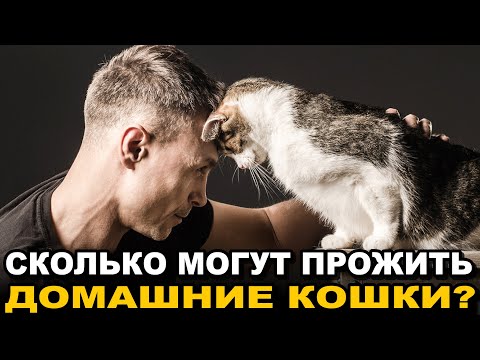 Видео: Сколько Могут ПРОЖИТЬ Домашние КОШКИ