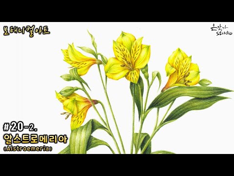 Видео: [Цветочный рисунок / Ботаническое искусство] №20-2. Рисунок цветным карандашом альстромерии