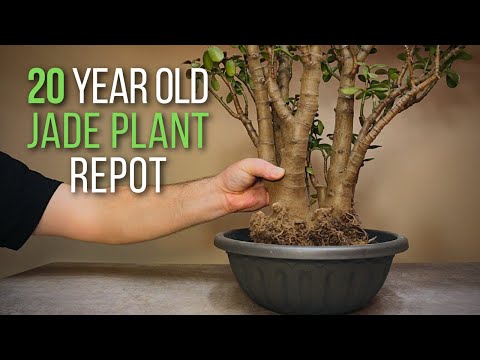 Видео: Пересадка и легкая обрезка двадцатилетнего толстянки: начало создания бонсай из большого толстянки