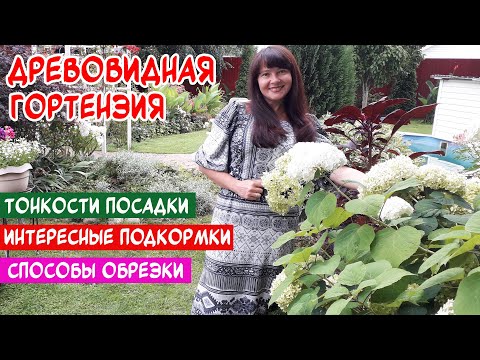 Видео: ДРЕВОВИДНАЯ ГОРТЕНЗИЯ. Правильная посадка. Обрезка. ЛУЧШИЕ СОРТА и ПОДКОРМКИ народными средствами.