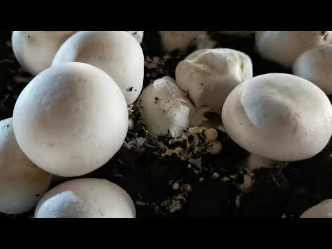 Видео: Выращивание шампиньонов! Вторая волна!