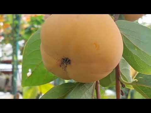 Видео: Хурма осенью  - поливать или не стоит?