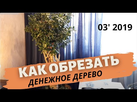 Видео: Как обрезать денежное дерево, толстянку, крассулу | Март 2019