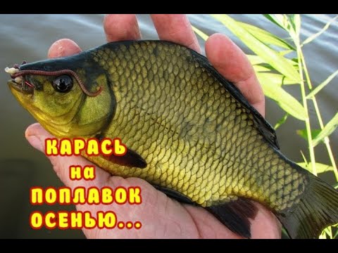 Видео: КАРАСЬ и ЛИНЬ на ПОПЛАВОК.  Хитрость по наживке. РЫБАЛКА Осенью.