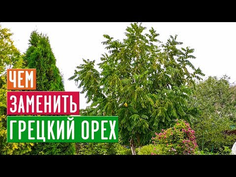 Видео: МАНЬЧЖУРСКИЙ ОРЕХ 🌳 Достойная замена грецкого ореха в средней полосе  / Садовый гид