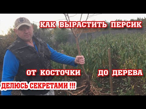 Видео: Как вырастить саженец персика с нуля!!! Все секреты!!!