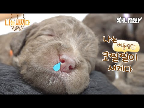 Видео: Мне 19 дней, малыш бедлингтон-терьера.