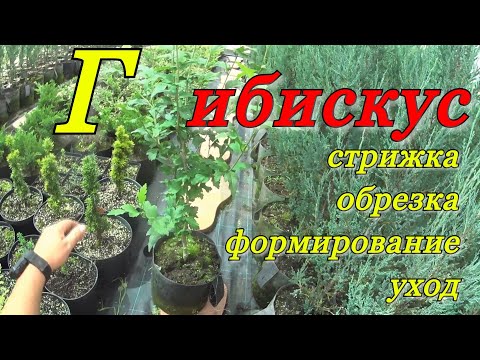 Видео: ГИБИСКУС ДРЕВОВИДНЫЙ садовый. Стрижем... Формируем куст с "детства"...