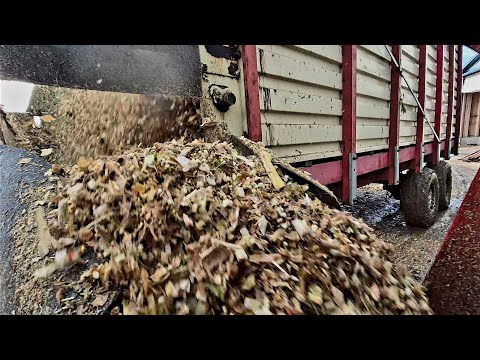 Видео: Перегрев тракторов и экстремальная грязь... Заготовка кукурузного силоса продолжается!!!