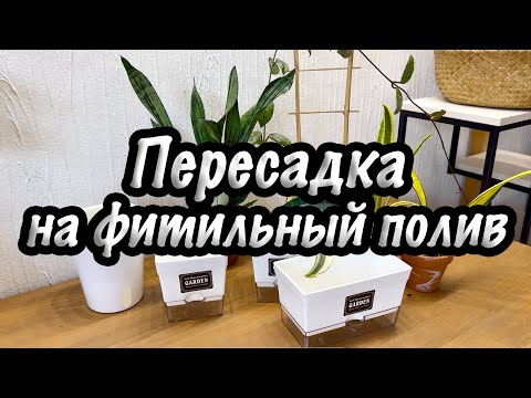 Видео: Пересадка на фитильный полив