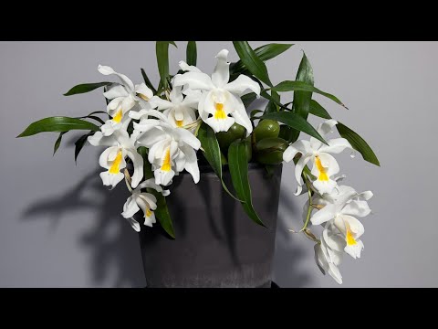 Видео: Орхидея ЦЕЛОГИНА  КРИСТАТА (Coelogyne cristata ). Цветение. Уход в домашних условиях, личный опыт.