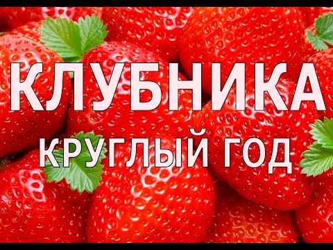 Видео: Клубника с ногами или как получать урожай клубники круглый год