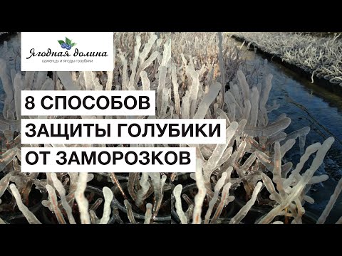 Видео: 8 способов защитить голубику от заморозков