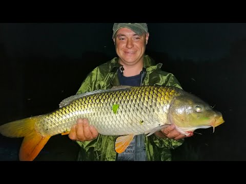 Видео: Вот как колхозники в Сибири сазана на донки ловят. Рекомендую посмотреть! Рыбалка 2022