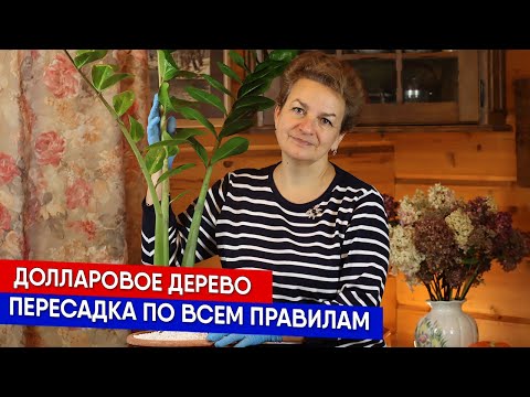 Видео: Долларовое дерево - пересадка по всем правилам