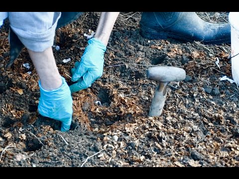 Видео: Полное руководство по посадке осеннего чеснока