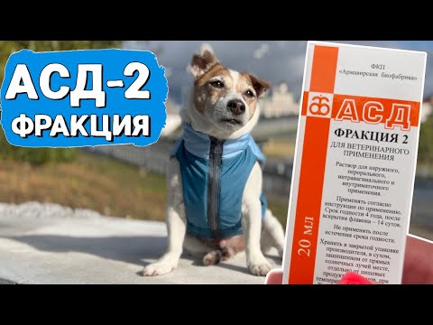 Видео: АСД 2 ФРАКЦИЯ для собак. Ничего не помогало, пока не стали принимать АСД