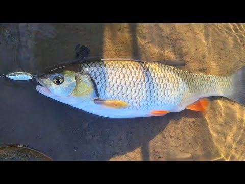 Видео: Осінні Клені На Коливалки. Рибалка на р.Прут