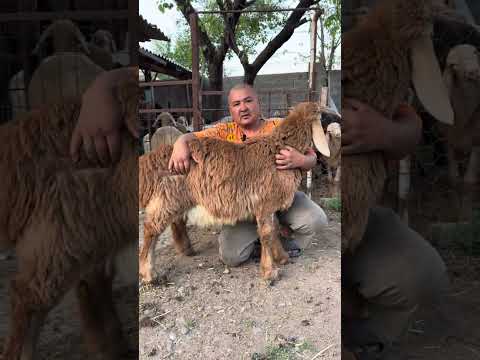 Видео: Азамат аке менен арашан тукумунун күчү жөнүндө маек!