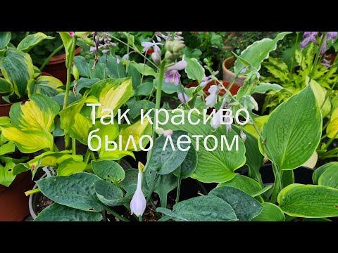 Видео: Хосты в июле. Цветение. #julia_i_sad  #hosta #collection #2024 #garden #plants #цветы #bayern #сад